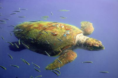 voyage cephalonie 